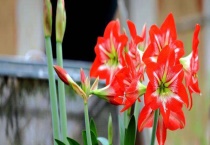 文殊兰和朱顶红的区别？