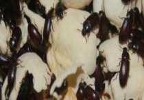 九龙虫可不可以生吃 九龙虫是什么？