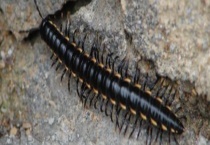 马陆的天敌是什么 附马陆的特征