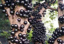 什么水果一年四季结果