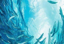 沙丁鱼是深海鱼吗？附常见深海鱼