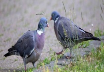 肉鸽咳嗽与喘怎样治疗？肉鸽咳嗽临床症状