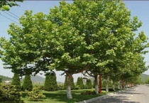 泡桐树和梧桐树一样吗？