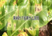 果树叶子发黄什么原因？