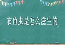 衣鱼虫是怎么滋生的