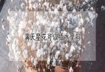 满天星花可以插水里吗？
