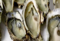 开口了的牡蛎还能不能吃 怎么判断牡蛎死没死