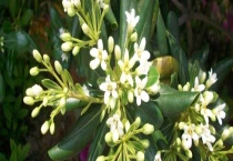 种植米兰花应注意什么 米兰花的居家作用有哪些？