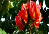 火焰木和凤凰木的区别？