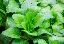 白菜苗后专用除草剂