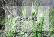 蕨菜靠什么繁殖