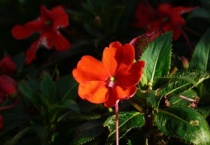 非洲凤仙如何爆盆