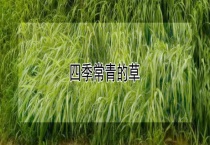 四季常青的草