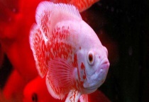 观赏鱼的四季管理 附各季节特点