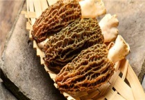 羊肚菌死菇要怎么治