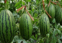 种植西瓜间的间距是多少？