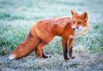 狐狸会爬树吗？