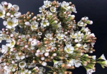 澳洲腊梅花期多久？