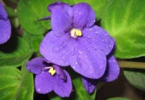 紫罗兰产地是哪里