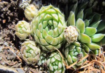 多肉种下多久能浇水