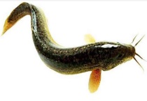 泥鳅吃菜叶吗？