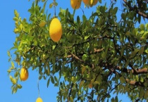 柚子树叶子发黄枯萎是什么原因？