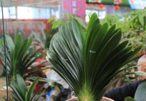 君子兰晒伤了怎么办？