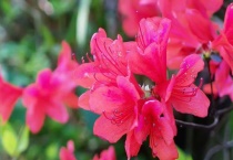 修剪多杆映山红的多久？