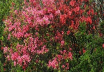 杜鹃树是什么样子的 附杜鹃树种植技术