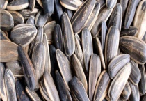 葵花籽能不能生吃 有什么作用