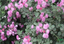 月季白粉病怎么办？