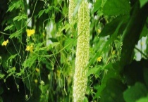 苦瓜要打顶吗？