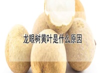 龙眼树黄叶是什么原因？