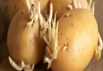 土豆有芽眼算发芽吗？