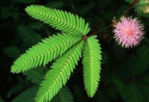 一种植物手一碰就会闭合是什么植物