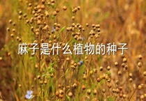 麻子是什么植物的种子