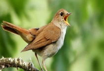 小鸟怎样越冬 附部分鸟类过冬的方式