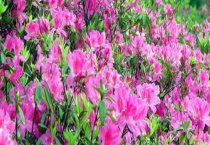 毛鹃什么时候开花？附生长习性和养殖多久？