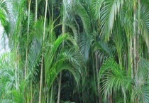 散尾葵和凤尾竹的区别？ 科属、形态、习性、作用区别？