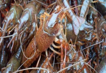 怎么挑小龙虾的虾线 小龙虾有什么营养价值