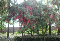 柳树开红花是什么品种