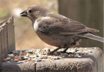 麻雀是几类保护动物