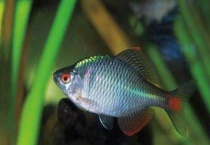 鳑鲏鱼吃什么东西