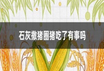 石灰撒猪圈猪吃了有事吗？