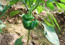 辣椒畸形该怎么办？