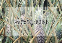 菠萝是长在树上还是地上