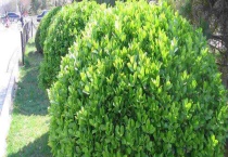 黄杨是落叶还是常绿灌木 黄杨盆栽怎么栽培