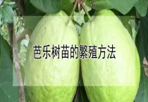 芭乐树苗的繁殖多久？