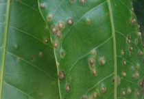 树叶上长疙瘩的是什么？