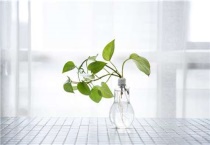 绿萝适合放在卧室吗？